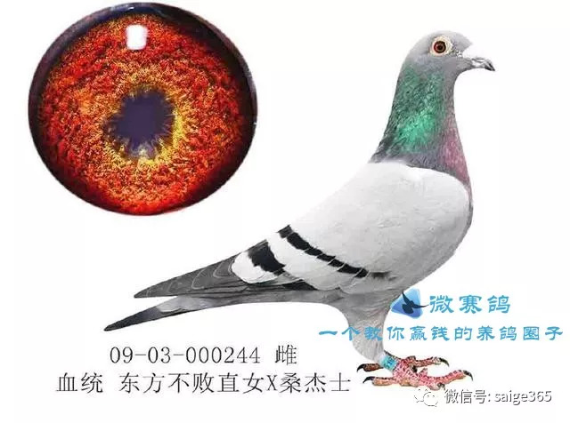 信鴿飼養(yǎng)員招聘最新動態(tài)，背景、事件與影響分析