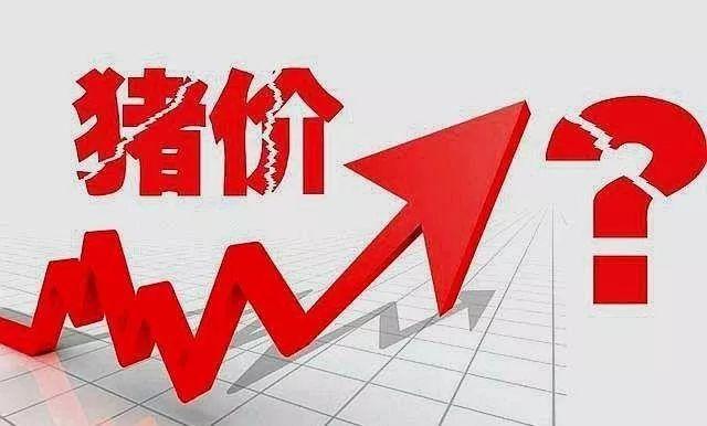 今日羊價(jià)最新預(yù)測走勢,今日羊價(jià)最新預(yù)測走勢——羊市上的溫情故事