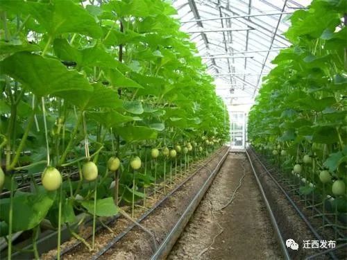 新奧精準(zhǔn)免費(fèi)資料提供,植物保護(hù)_緊湊版36.768