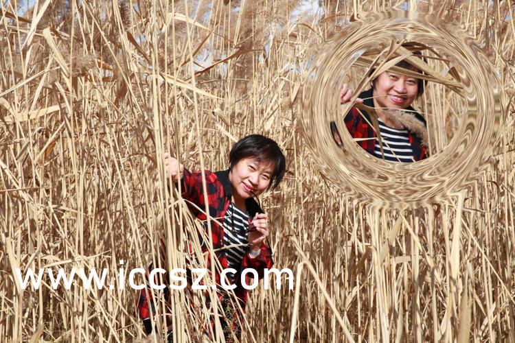 關(guān)于最新倫理片琪琪網(wǎng)的探討，倫理、道德與法律的交織問題