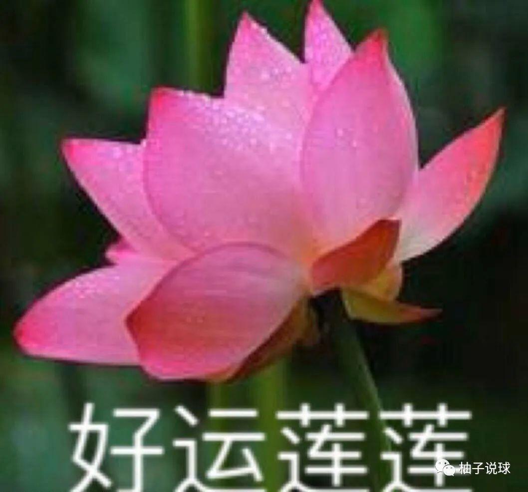 蓮花最新疫情，自然美景中的輕松邂逅