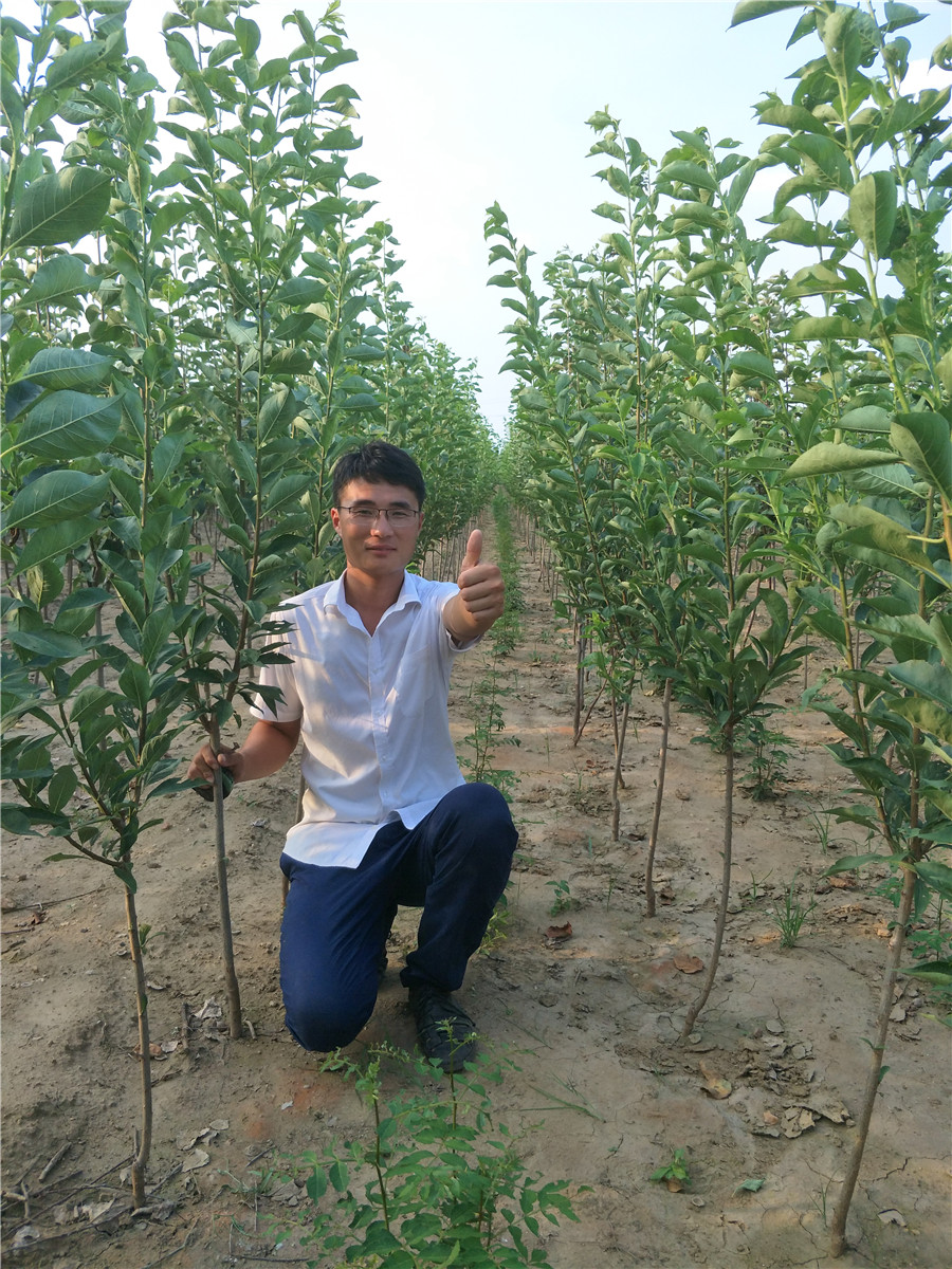 最新李子種苗種植指南與品種介紹