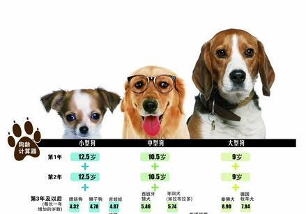 揭秘狗狗壽命，最新狗年齡全解析??