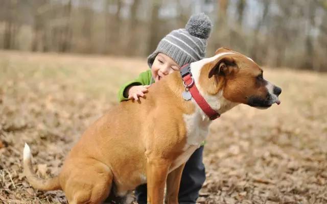 央視報道下的溫馨日常，狂犬疾病關(guān)注與故事傳遞希望