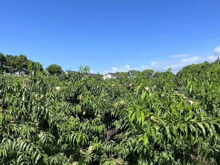 桃上市嘗鮮季節(jié)來襲！????