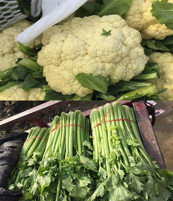 新野蔬菜最新價格，市場變化中的勵志之旅，自信與成就感的源泉